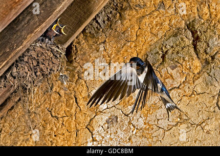 BARN SWALLOW O UNIONE SWALLOW Hirundo rustica Foto Stock