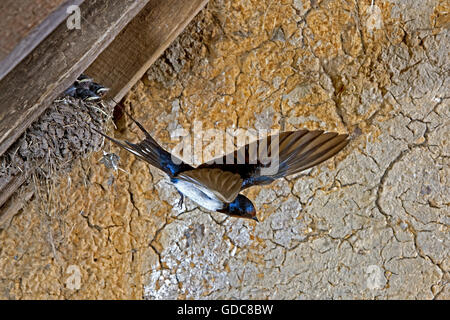 BARN SWALLOW O UNIONE SWALLOW Hirundo rustica Foto Stock