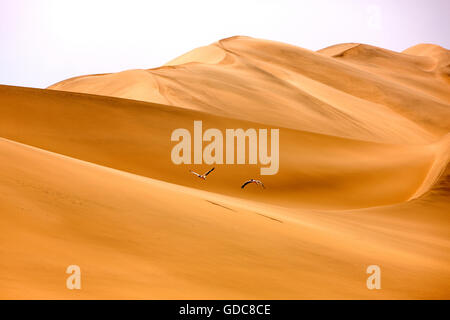 Pellicano pelecanus onocrotalus, coppia in volo, Deserto vicino a Walvis Bay IN NAMIBIA Foto Stock