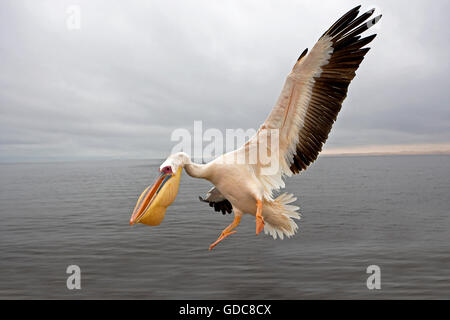 GREAT WHITE PELICAN pelecanus onocrotalus IN NAMIBIA Foto Stock