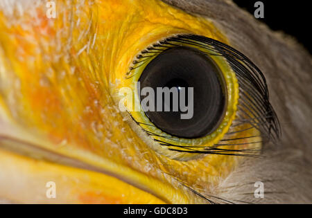 Segretario Bird, Sagittarius serpentarius, ravvicinata di un occhio Foto Stock