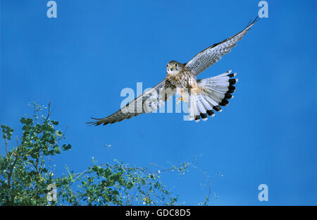 Comune, il Gheppio Falco tinnunculus, femmina in volo, Normandia Foto Stock