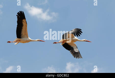 Cicogna bianca, Ciconia ciconia, adulti in volo Foto Stock