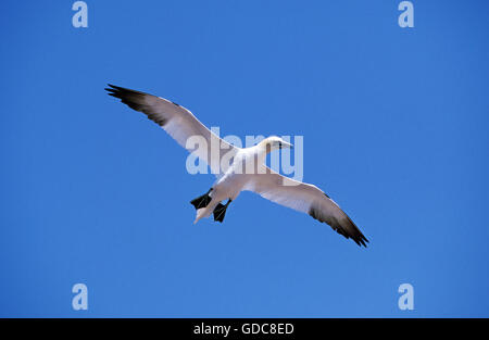 Northern Gannet, sula bassana, adulti in volo, Bonaventura isola in Quebec Foto Stock