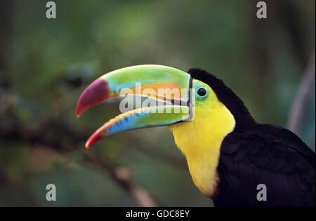 Keel-Billed Toucan, ramphastos sulfuratus, Ritratto di adulti con becco aperto, Costa Rica Foto Stock