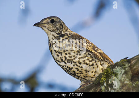 Tordo Mistle, turdus viscivorus, adulti sul ramo, Normandia Foto Stock