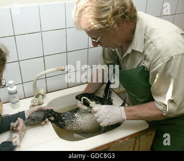 Oliate Northern Gannet salvato a La Dame Blanche, un animale Centro protezione in Normandia Foto Stock