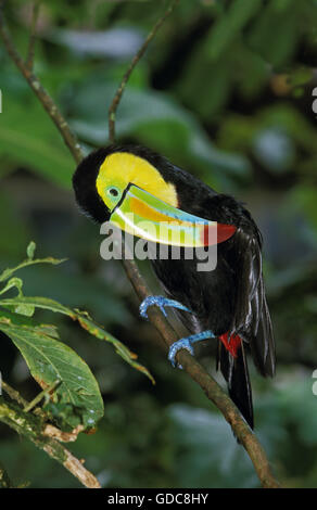 Keel-Billed Toucan, ramphastos sulfuratus, toelettatura, Costa Rica Foto Stock
