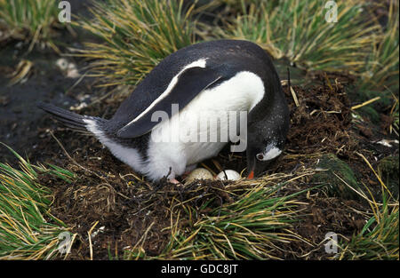 GENTOO PENGUIN Pygoscelis papua, adulti con delle uova nel nido, LIVINGSTONE ISLAND Foto Stock