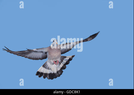 Colombaccio Columba palumbus, adulti in volo contro il cielo blu Foto Stock