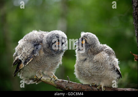 Gufo comune, asio otus, pulcini sul ramo, Normandia Foto Stock