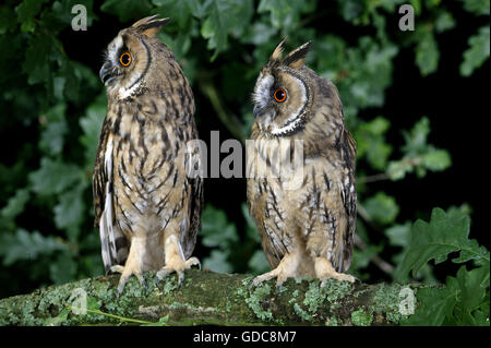 Gufo comune asio otus, coppia sul ramo, NORMANDIA Foto Stock