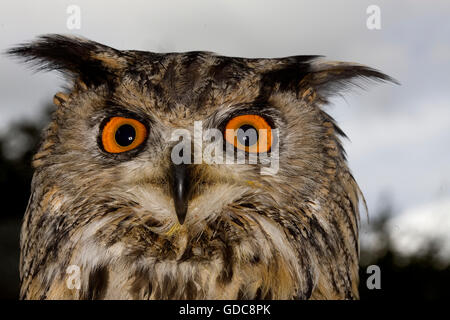 Ritratto di unione il gufo reale, Bubo bubo Foto Stock