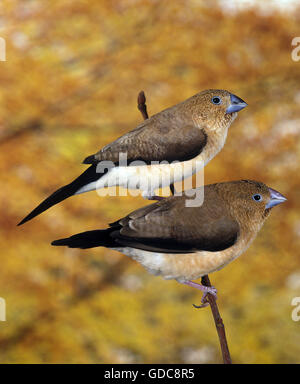 AFRICAN SILVERBILL lonchura cantans, coppia sul ramo Foto Stock