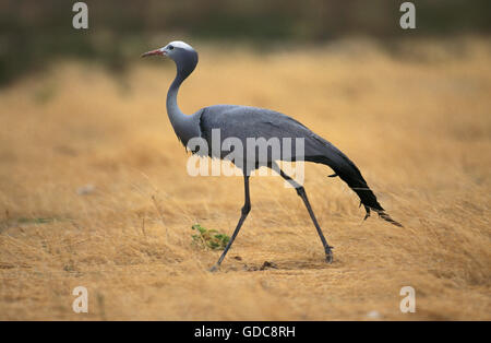 Il Blue Crane, anthropoides paradisaea, adulto, Sud Africa Foto Stock