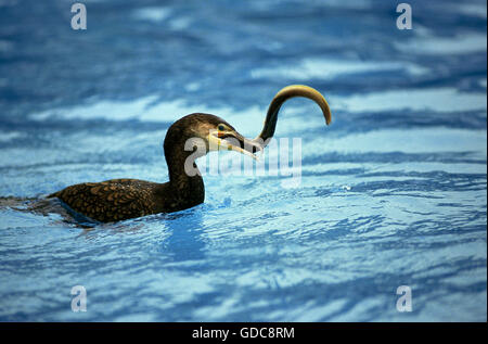 Cormorano Phalacrocorax carbo sinensis, phalacrocorax carbo, adulti con anguille in Bill Foto Stock