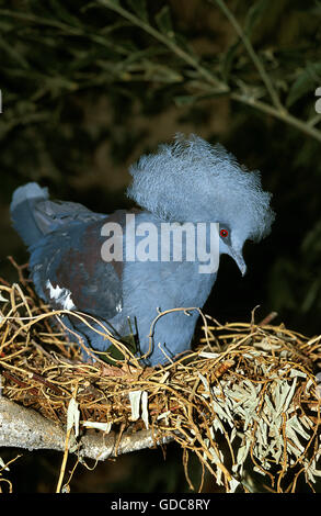 Blue incoronato Pigeon, goura cristata, adulto su Nest Foto Stock