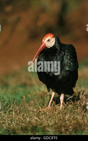 Northern calvo Ibis, geronticus eremita, adulto, Parco di Kruger in Sud Africa Foto Stock