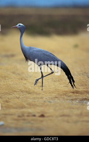 Il Blue Crane, anthropoides paradisaea, adulto, Sud Africa Foto Stock