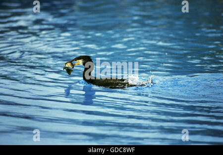 Cormorano Phalacrocorax carbo sinensis, phalacrocorax carbo, adulti con pesce nel becco Foto Stock