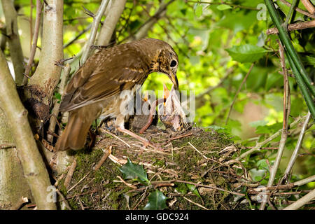 Tordo bottaccio, turdus philomelos, adulto alimentazione di pulcini a nido, in Normandia Foto Stock