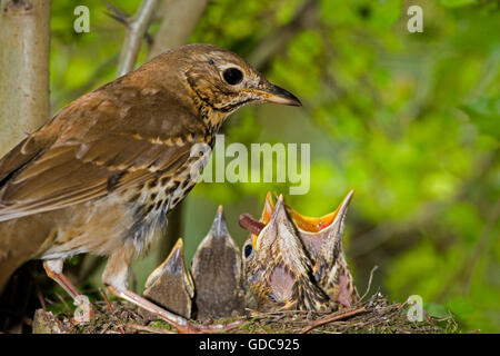 Tordo bottaccio, turdus philomelos, adulto alimentazione di pulcini a nido, in Normandia Foto Stock