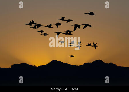 CAPE cormorano phalacrocorax capensis all ISOLA DI TENUTA IN FALSE BAY IN SUD AFRICA Foto Stock