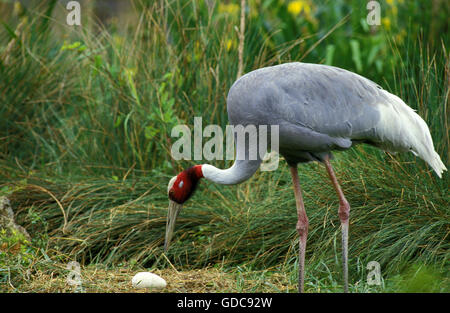 Sarus gru Grus antigone, uovo su Nest Foto Stock