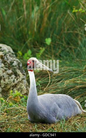 Sarus gru Grus antigone, Femmina del Nesting Foto Stock