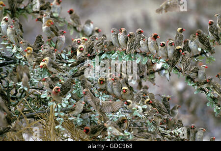 Red fatturati Quelea, quelea quelea, Gruppo arroccato nella boccola, Namibia Foto Stock