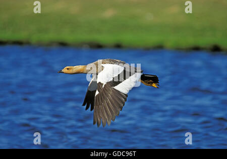 Kelp Goose, chloephaga hybrida, femmina in volo, Sud America Foto Stock