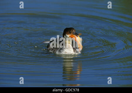 Smew, mergus albellus, femmina con pesce nel becco Foto Stock