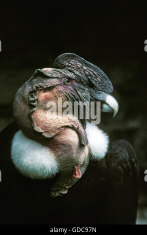 Condor andino, Vultur gryphus, Ritratto di adulto Foto Stock