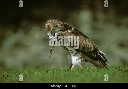 Short-Toed Eagle, circaetus gallicus, adulti di mangiare Anguilla anguilla Anguilla Foto Stock