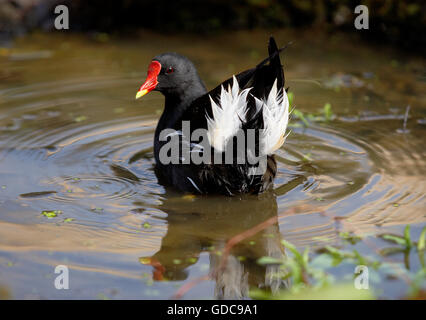 Moorhen comune o europeo, Moorhen gallinula chloropus, Adulti su stagno, Normandia Foto Stock