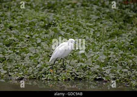 Garzetta intermedia, Egretta garzetta, Masai Mara Park in Kenya Foto Stock