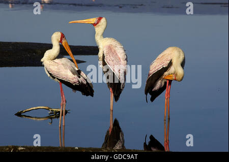 Giallo fatturati Stork, mycteria ibis, toelettatura, Nakuru Lake, Kenya Foto Stock