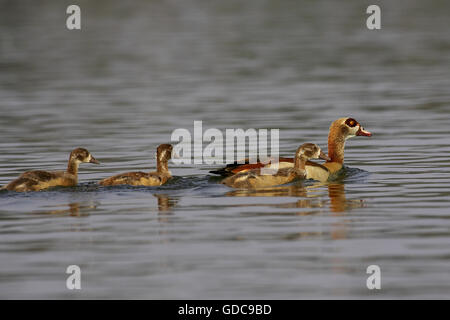 Oca egiziana, alopochen aegyptiacus, adulti con Goslings in acqua, Kenya Foto Stock