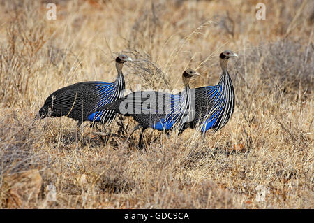 Vulturine le faraone, acryllium vulturinum, Samburu Park in Kenya Foto Stock