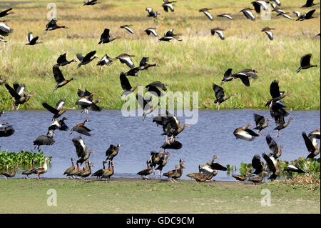 Sibilo White-Faced Duck, dendrocygna viduata e Red-Billed fischio d'anatra, dendrocygna automnalis, Los Lianos in Venezuela Foto Stock