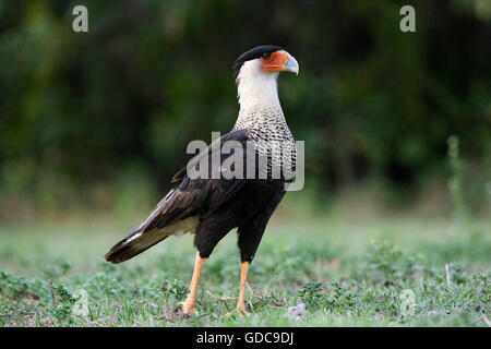 Crested caracara, Caracara cheriway, adulto su erba, Los Lianos in Venezuela Foto Stock