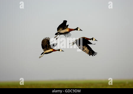 Sibilo White-Faced Duck, dendrocygna viduata, adulti in volo, Los Lianos in Venezuela Foto Stock