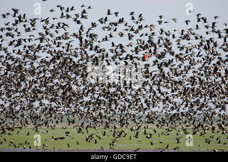 Sibilo White-Faced Duck, dendrocygna viduata e Red-Billed fischio d'anatra, dendrocygna automnalis, Los Lianos in Venezuela Foto Stock