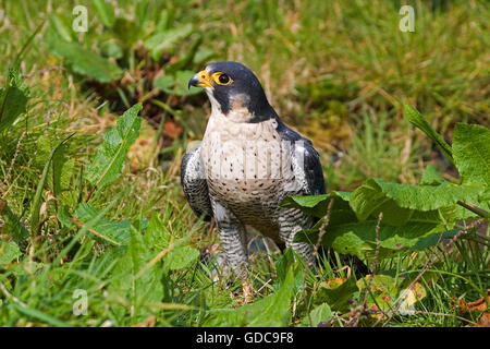 Falco pellegrino falco peregrinus, adulto su erba, NORMANDIA Foto Stock