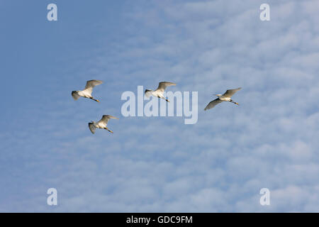 Great-White garzetta, Casmerodius Albus, Gruppo in volo, Manu riserva in Perù Foto Stock