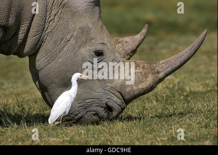 Rinoceronte bianco, Ceratotherium simum, femmina con airone guardabuoi, Bubulcus ibis, Nakuru Park in Kenya Foto Stock