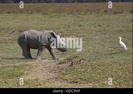 Rinoceronte bianco, Ceratotherium simum e vitello con airone guardabuoi, Nakuru Park in Kenya Foto Stock