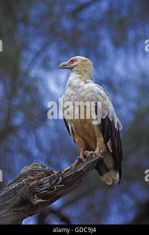 Palm Nut Vulture, Gypohierax angolensis, adulti sul ramo, il Masai Mara Park in Kenya Foto Stock