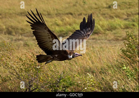 Hooded Vulture, necrosyrtes monachus, adulti in volo, il Masai Mara Park in Kenya Foto Stock