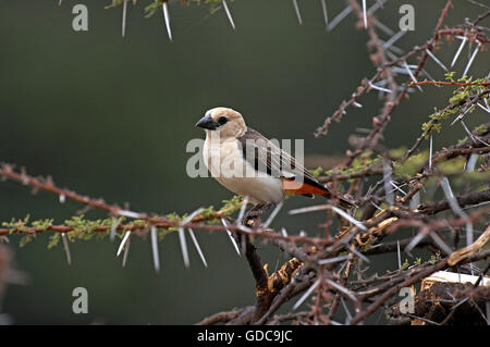 Testa bianca Buffalo Weaver, dinemellia dinemelli, adulti sul ramo di acacia, Kenya Foto Stock